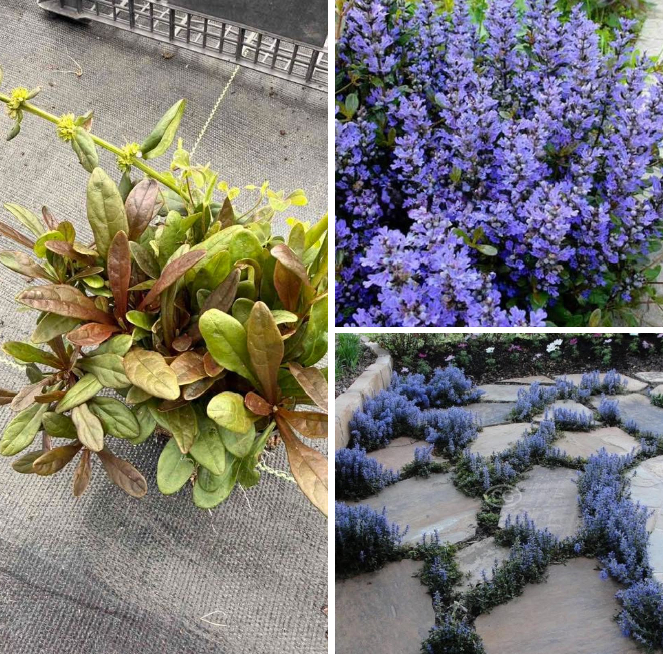 Живучка шоколад чік 