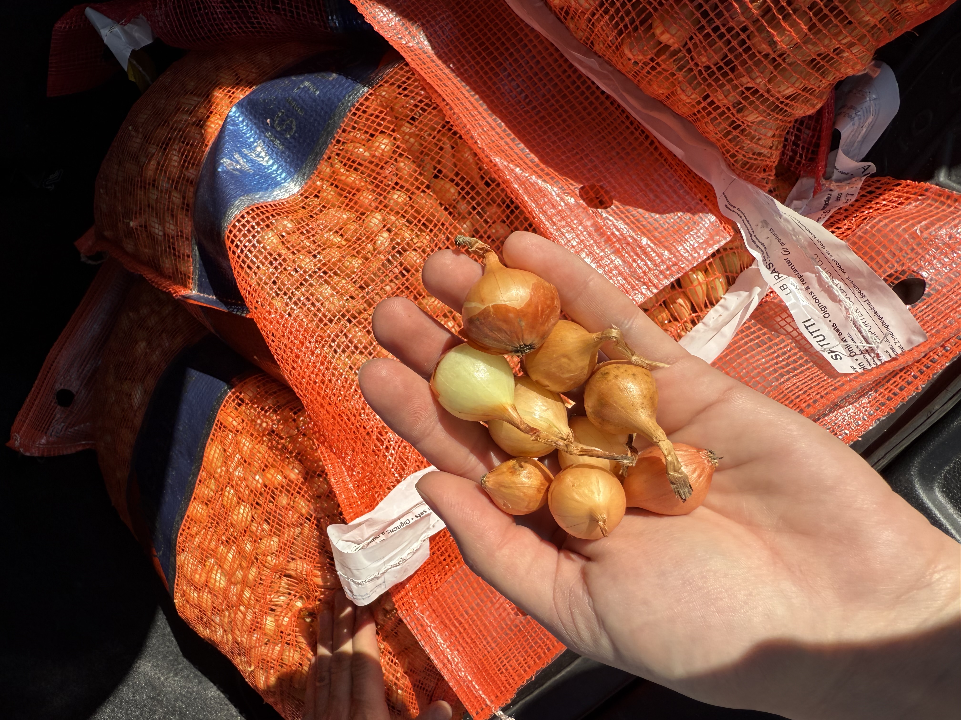 Цибуля штутті 1 кг