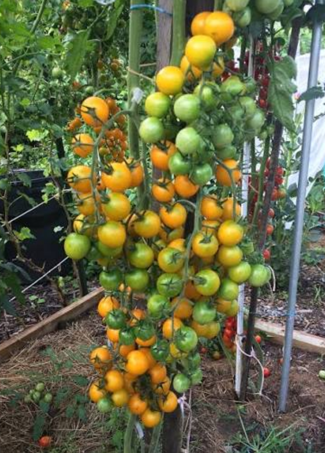 Помідор жовтий виноград 25 насінин