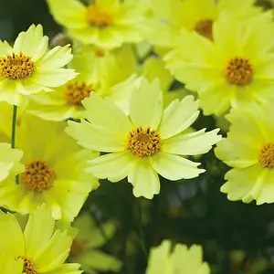 Кореопсис Full Moon - в горщику р.10