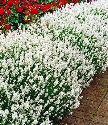 🌸 Лаванда вузьколиста "Alba" (Lavandula angustifolia "Alba")