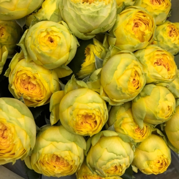 Луна Трендсеттер — Luna Trendsetter