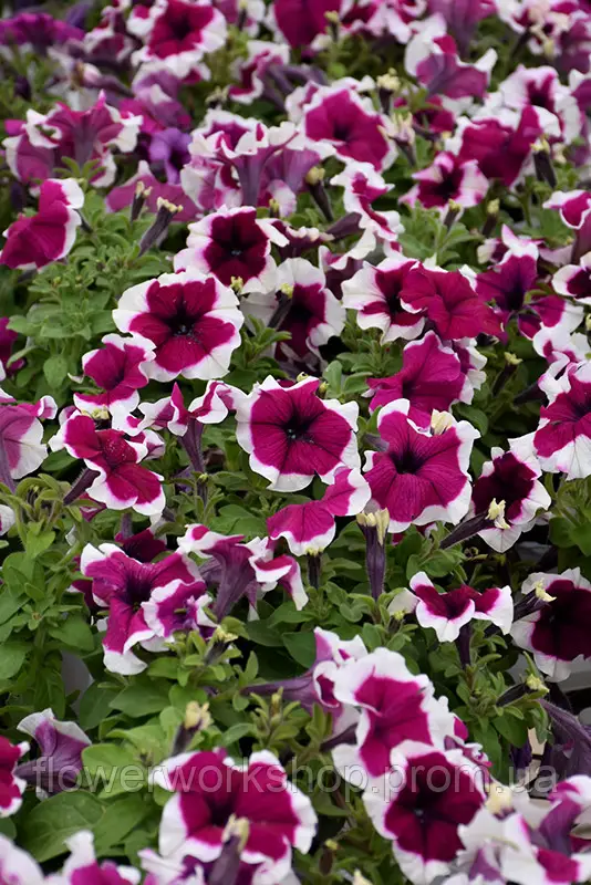 Петунія Grandiflora Pacta Parade Burgundy Picotee - касетна розсада