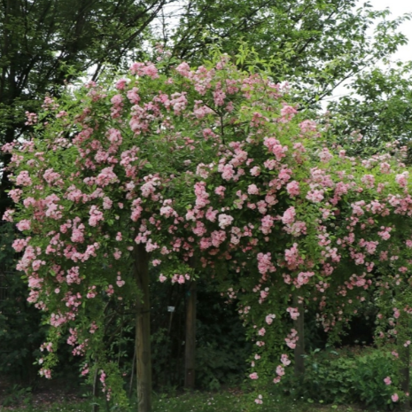 Petite de Terre Franche — Петі де Тер Франш