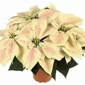 Пуансетія Premium Marble (в горщику р.12).
