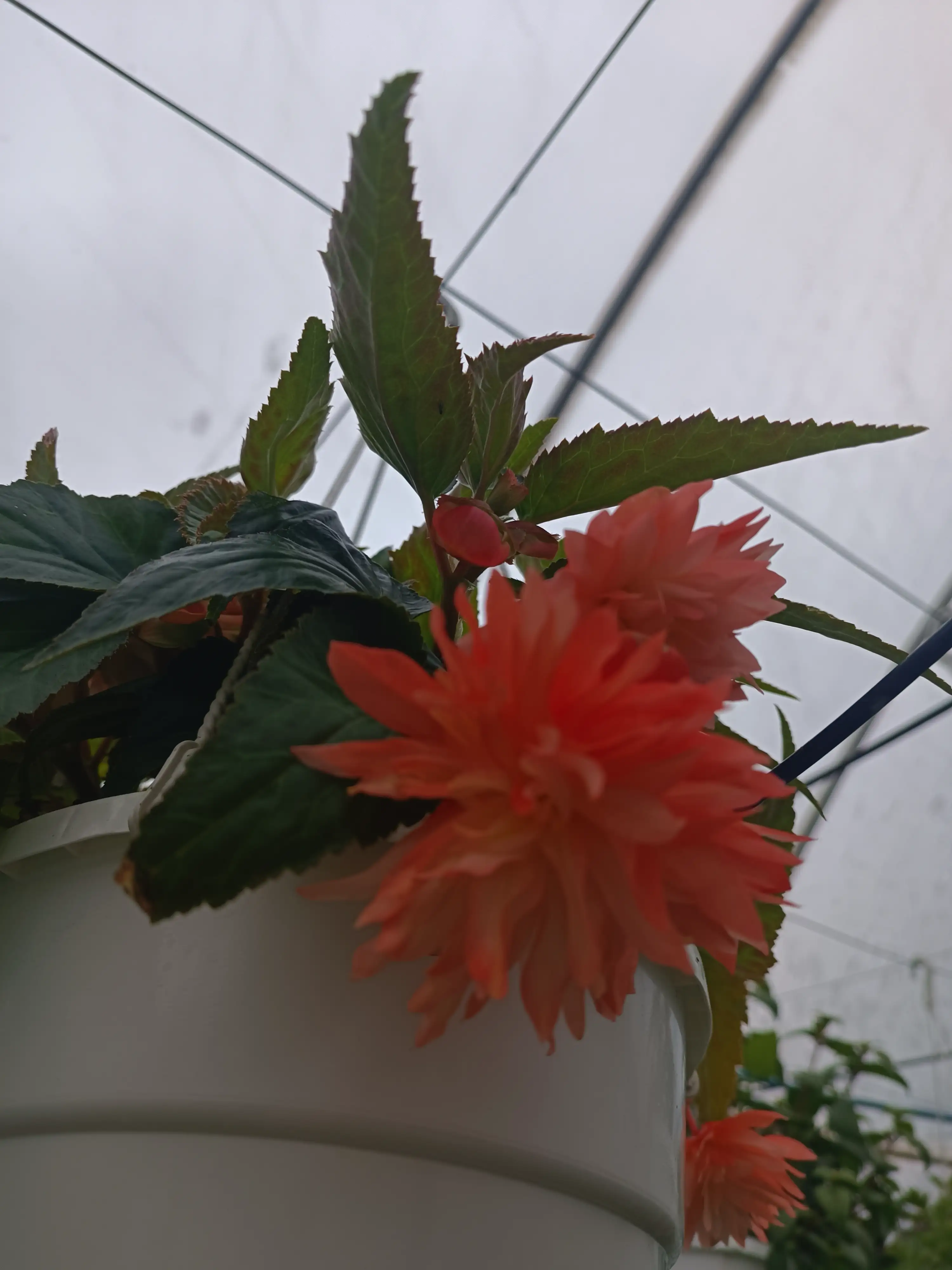 Бегонія Belleconia Soft Orange (касетна розсада)