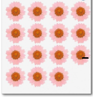 Daisy Pressed Flower ( 15 pcs pack )
