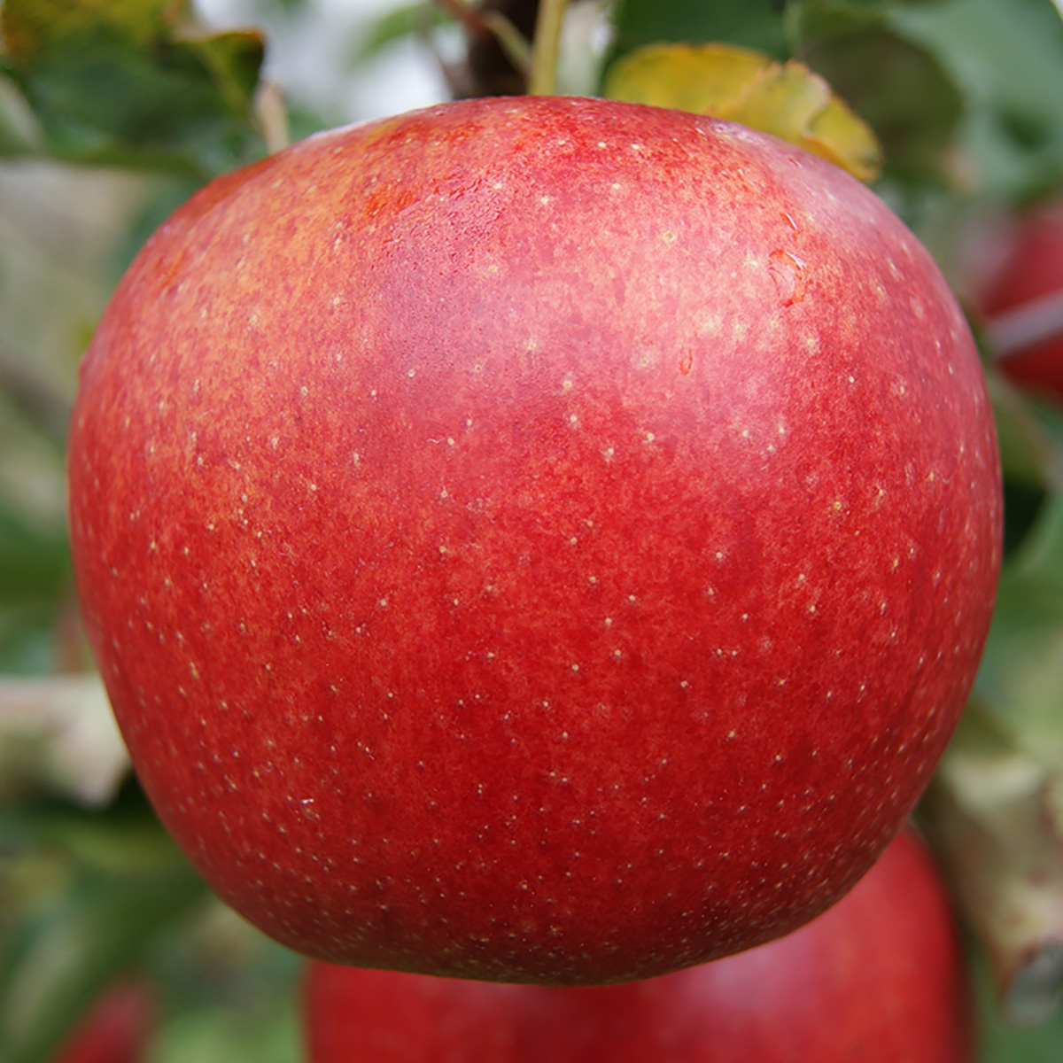 Яблуня Джонаголд