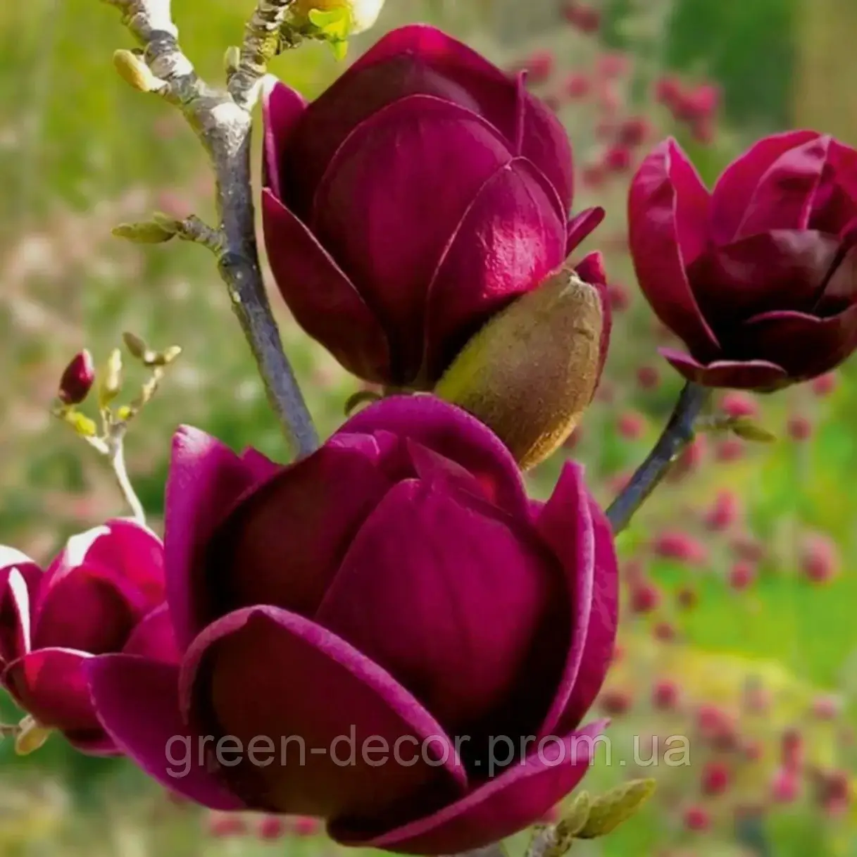 Магнолія Чорний Тюльпан Black Tulip  / h 170-200