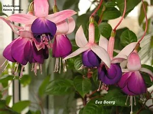 Фуксія Eva Boerg (касетна розсада)