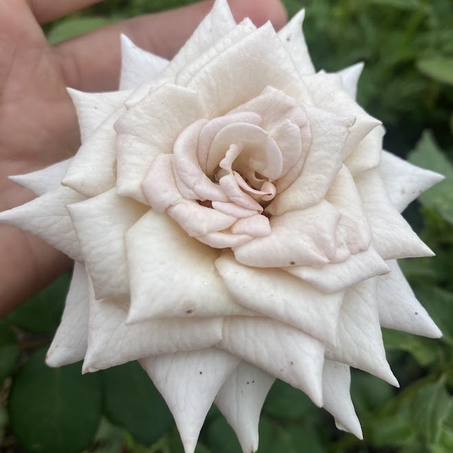 Ла Віда Лока — La Vida Loca