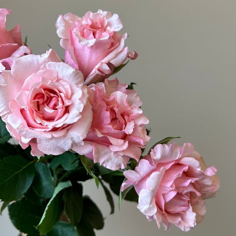 Пінк Марго (Pink Margo)