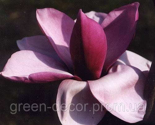 Магнолія Пурпл Глобе MAGNOLIA 'Purple Globe'/ h 150-190