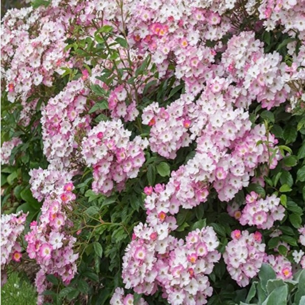 Балерина — Ballerina