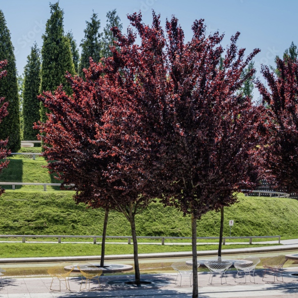 🌿 Слива Пісарді (Prunus cerasifera 'Pissardii')