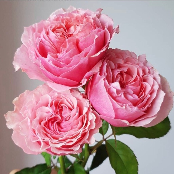 Вікторіан Кісс — Victorian Kiss