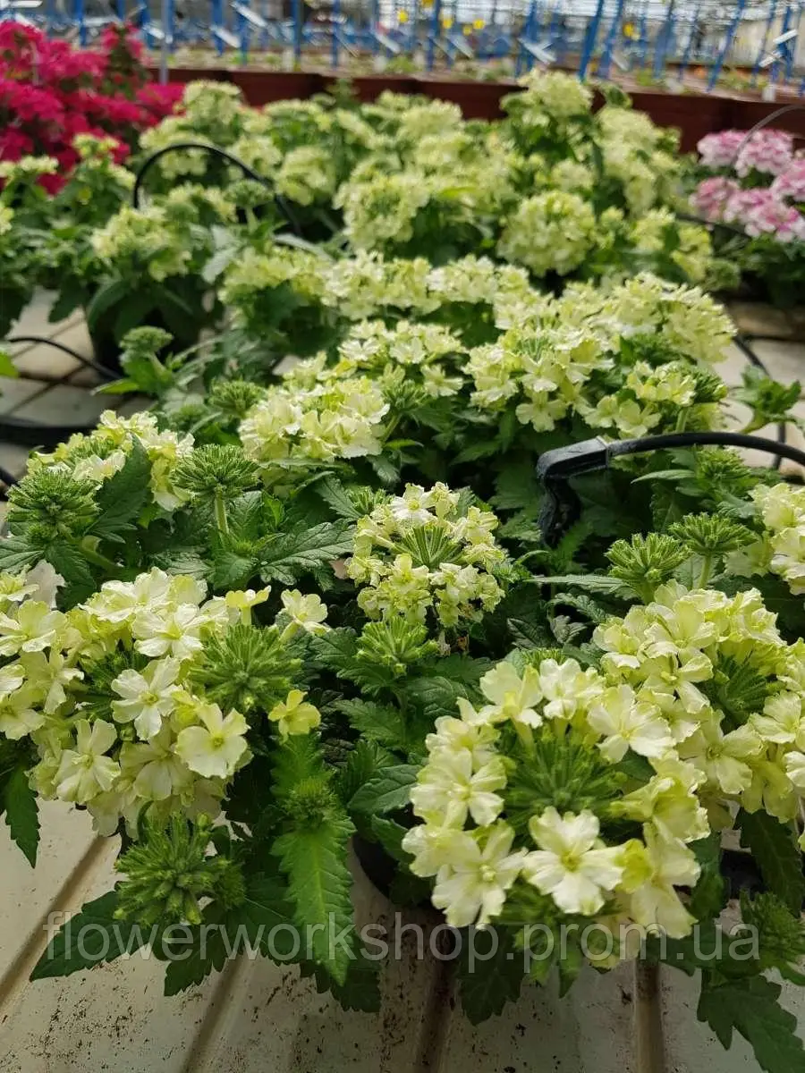 Вербена Vanessa Compact Lime (касетна розсада)