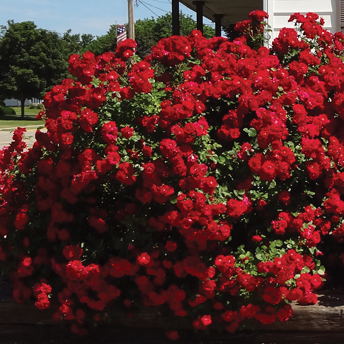 Хоуп фо Х’юменіті (Hope for Humanity)