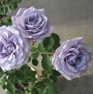 Торн Блу (Turn Blue)