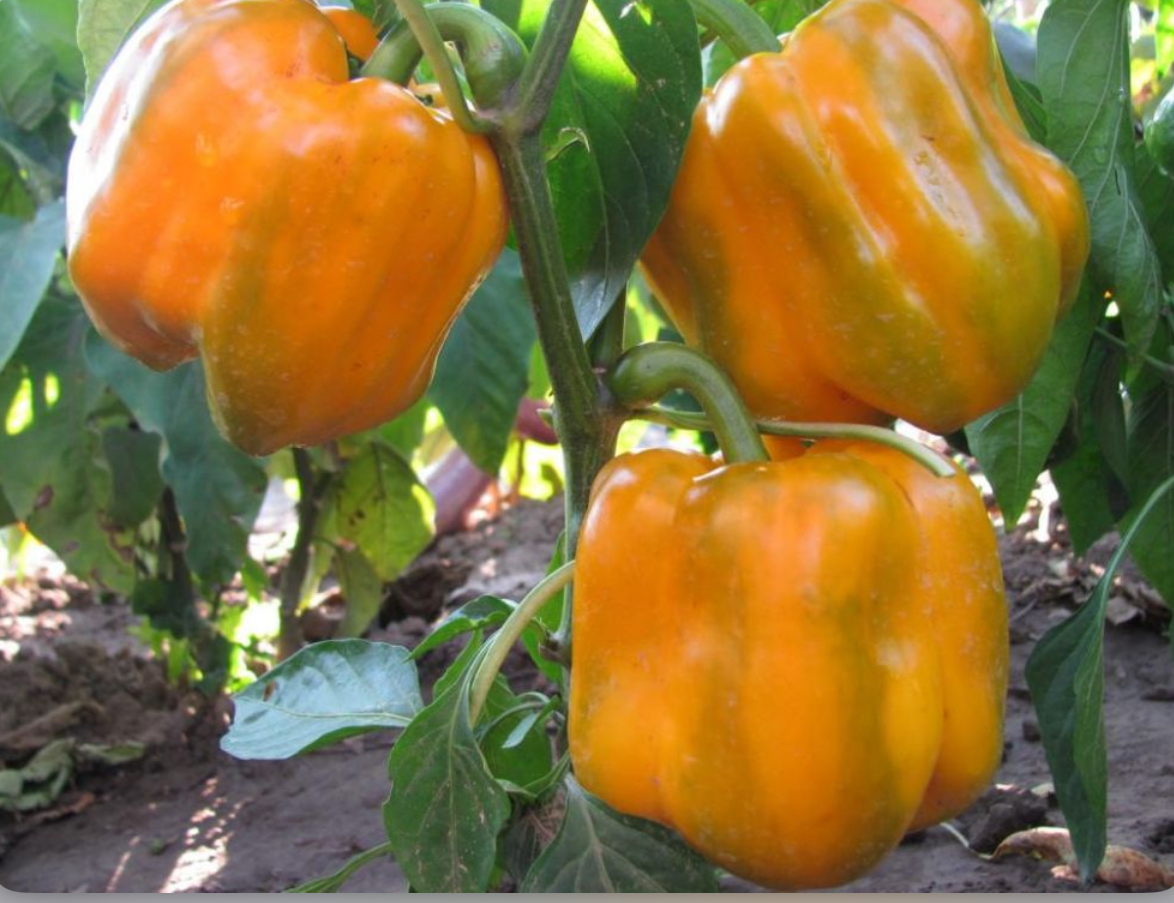 Перець Богдан 0,2 гр (АгроМайстер)