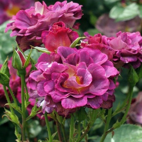 Блаувештад — Blauwestad