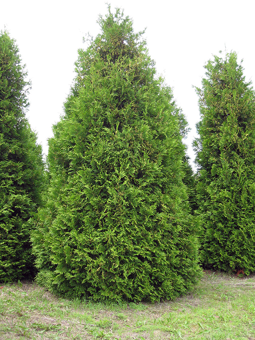Туя Брабант в комі (мішковина) 220-240см