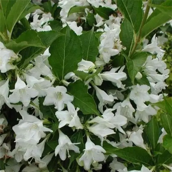 Вейгела "Candida" Ра