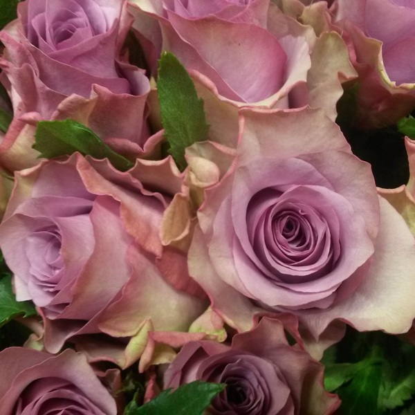 Найтінгейл — Nightingale (Соловей)