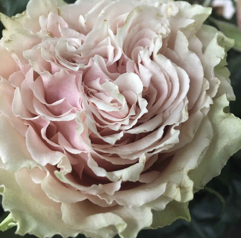 Бель Катаріна — Belle Katarina