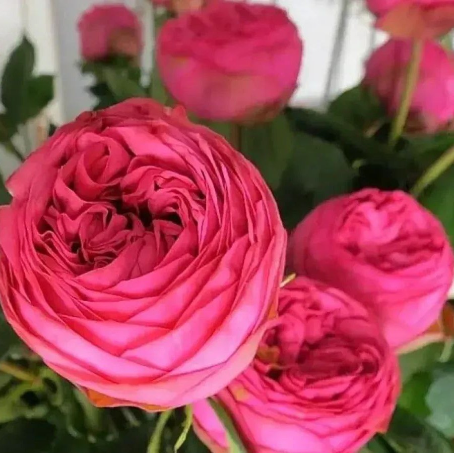 Пінк Піано (Pink Piano)