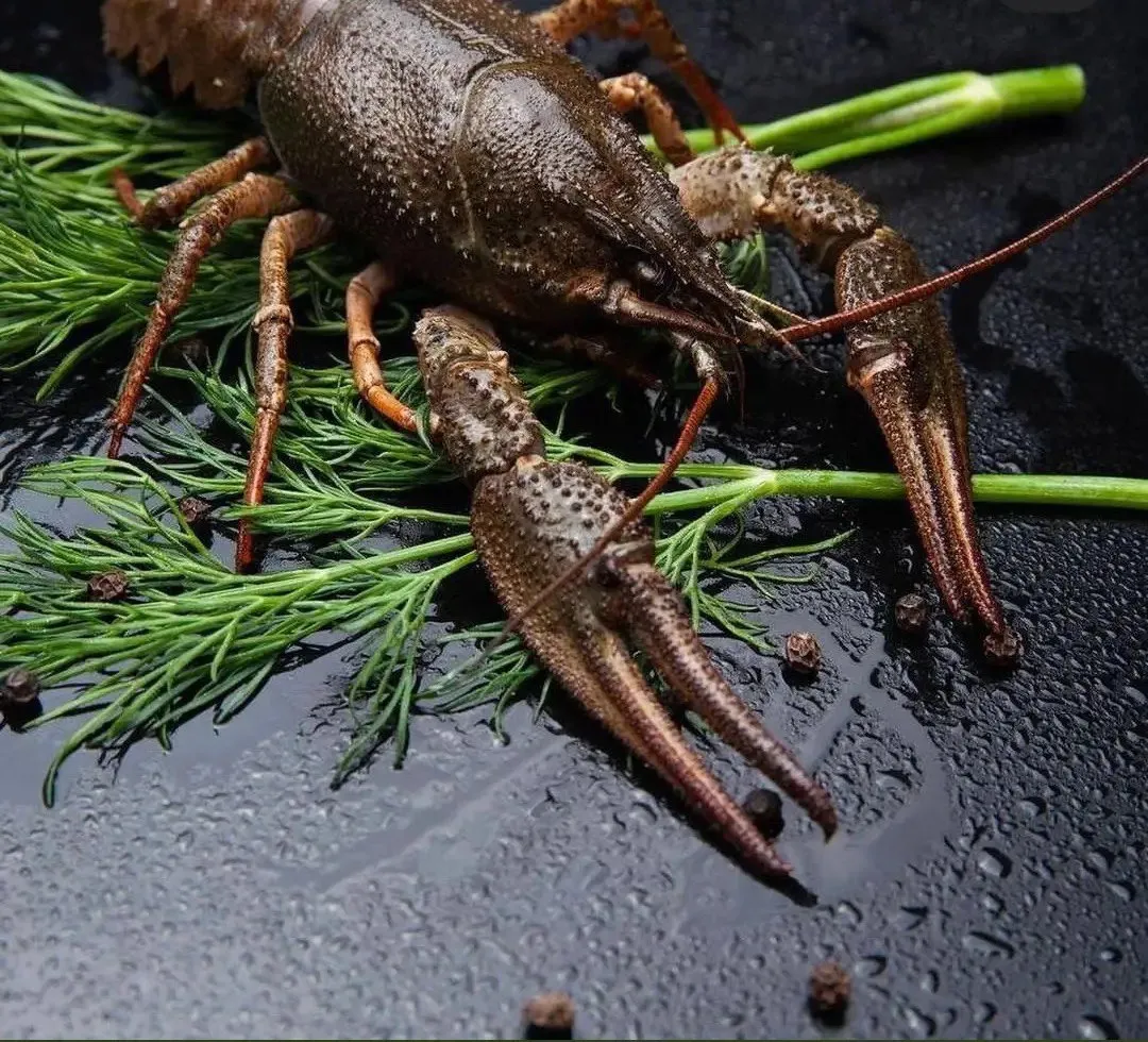 ЖИВІ РАКИ (ВЕЛИКІ)