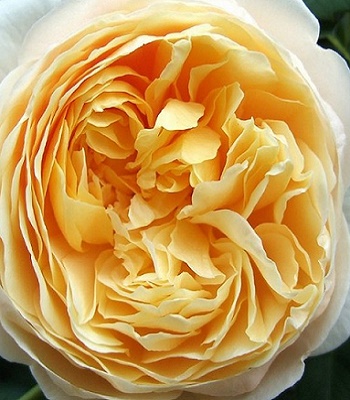 🌹 Троянда англійська "Charlotte"