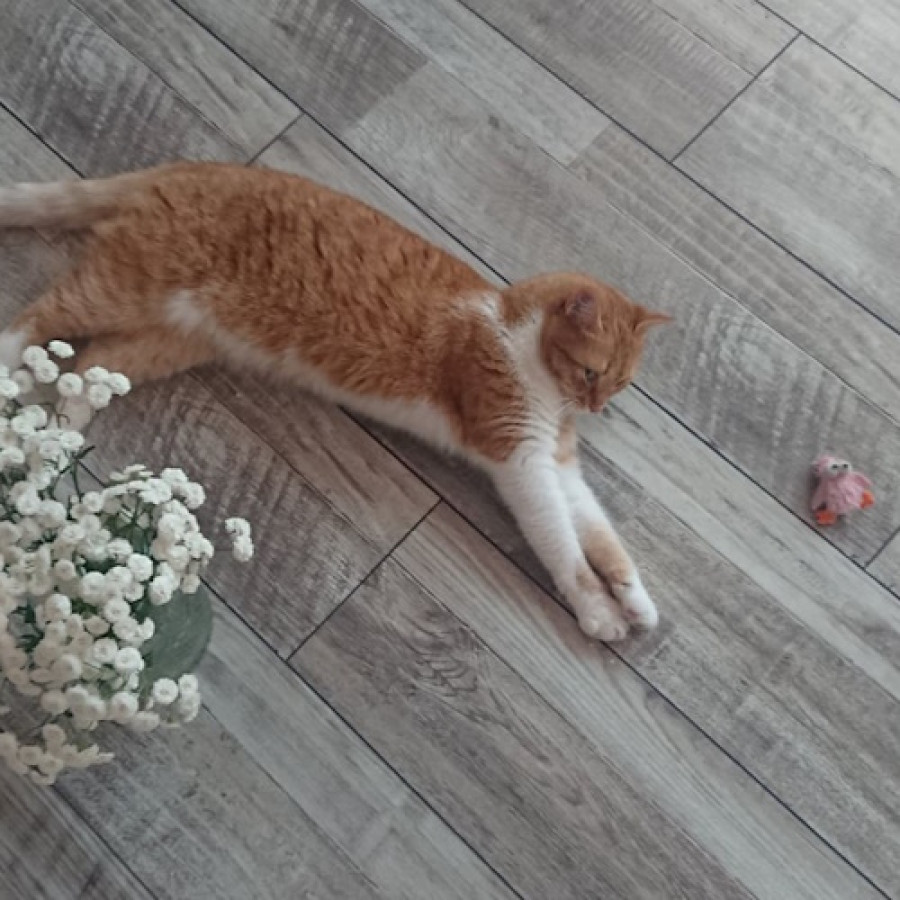 Ламінат GrünHolz Себрінг 33 клас