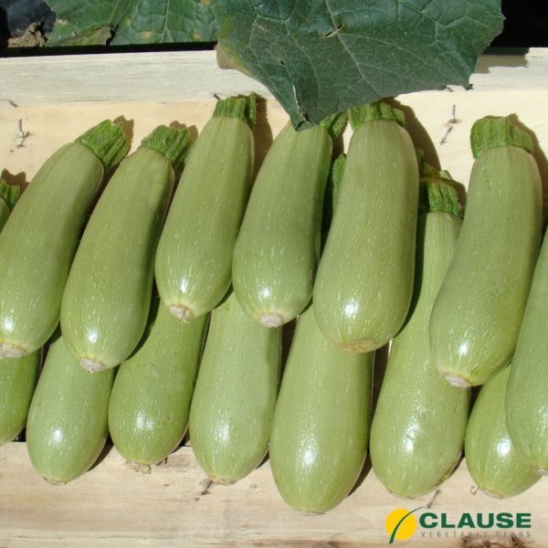 Кабачок Асма 500 нас