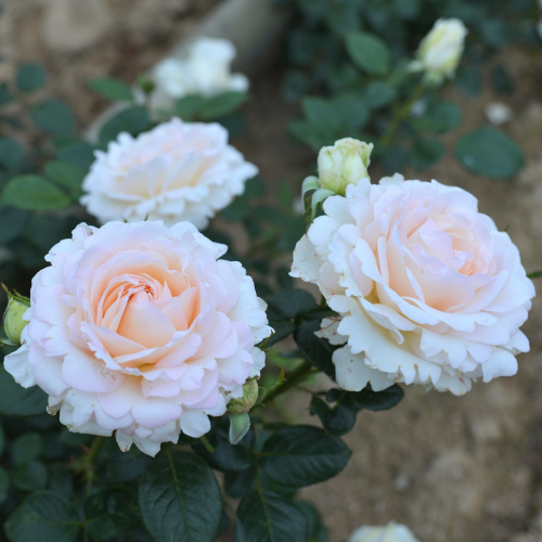 Ля Соважин Терр е Пассьон — La Sauvagine Terre et Passion