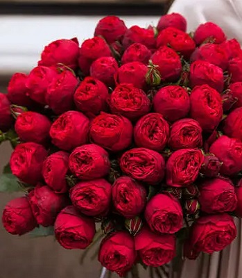 🌹 Троянда "Red Piano"