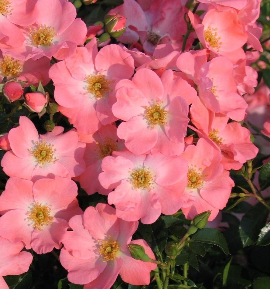 Пінк Бланкет (Pink Blanket)