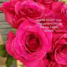 КВІН БЕРРІ ( Queen Berry) чайно-гібридна, зрізочна
