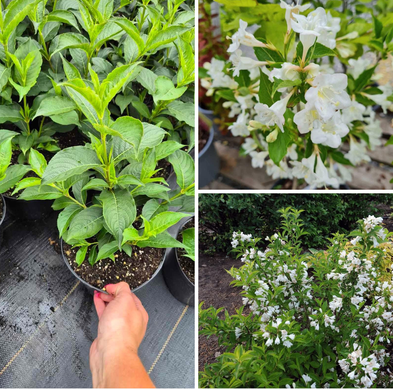 Вейгела біла