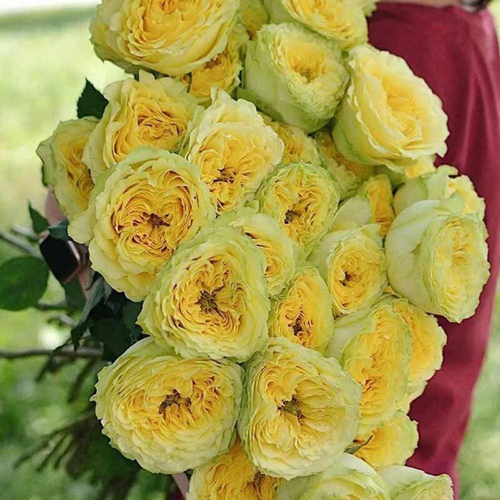 Лемон Зест (Lemon Zest)