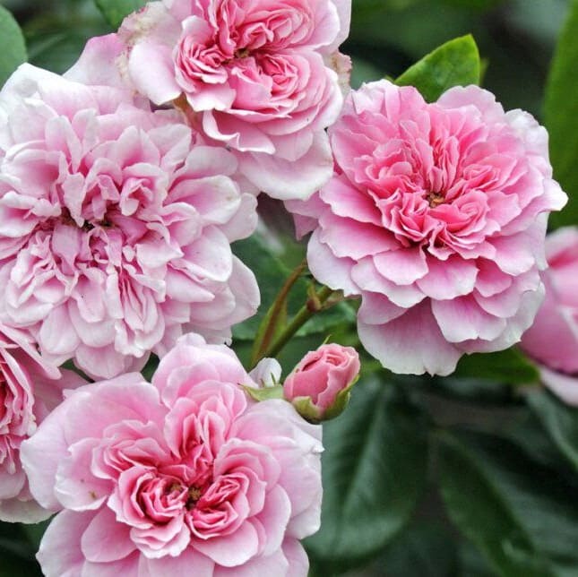 Петі Бонер (Petit Bonheur)