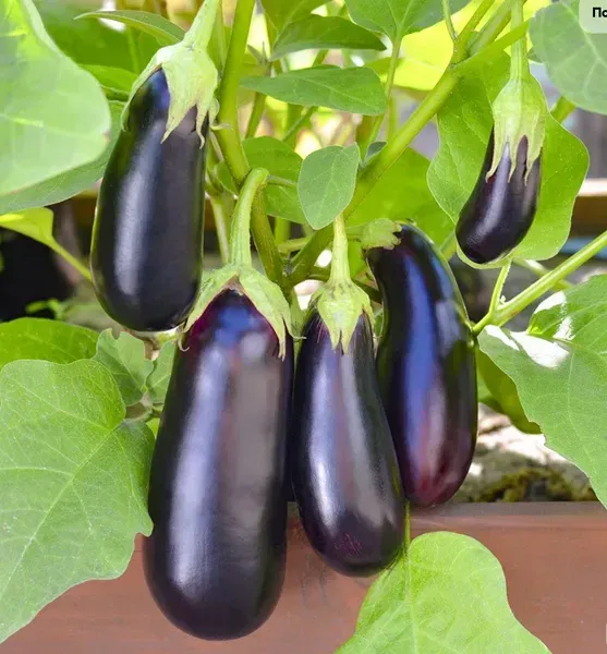 НАВАЛ F1 / NAVAL F1  Баклажан, Sakata 500 нас