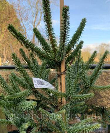 Abies pinsapo Fastigiata Ялиця іспанська "Фастігіата" cont