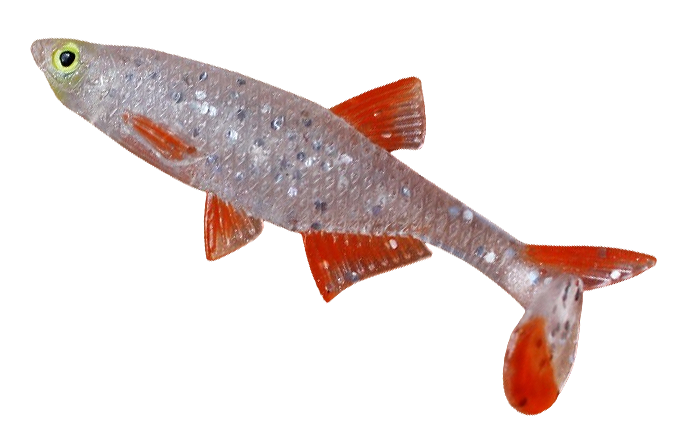 Alburnus Shad 3