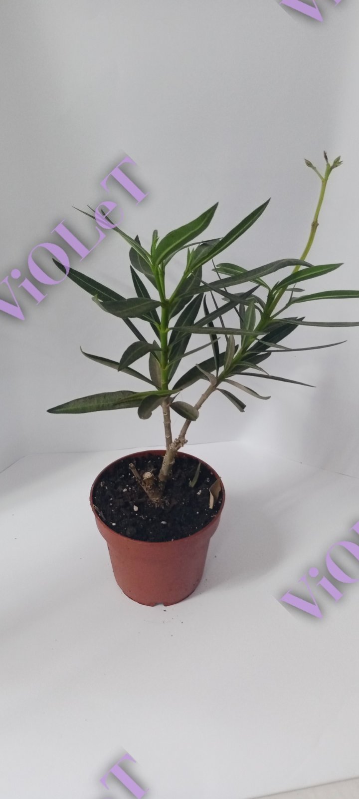 Неріум Oleander в горщику