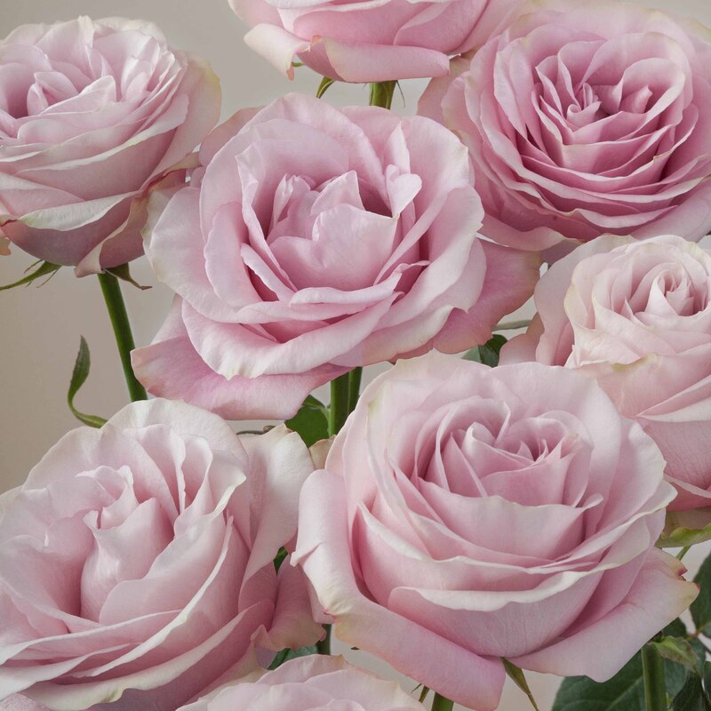 Сікрет Гарден - Secret Garden