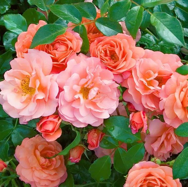 Апрікола (Aprikola)