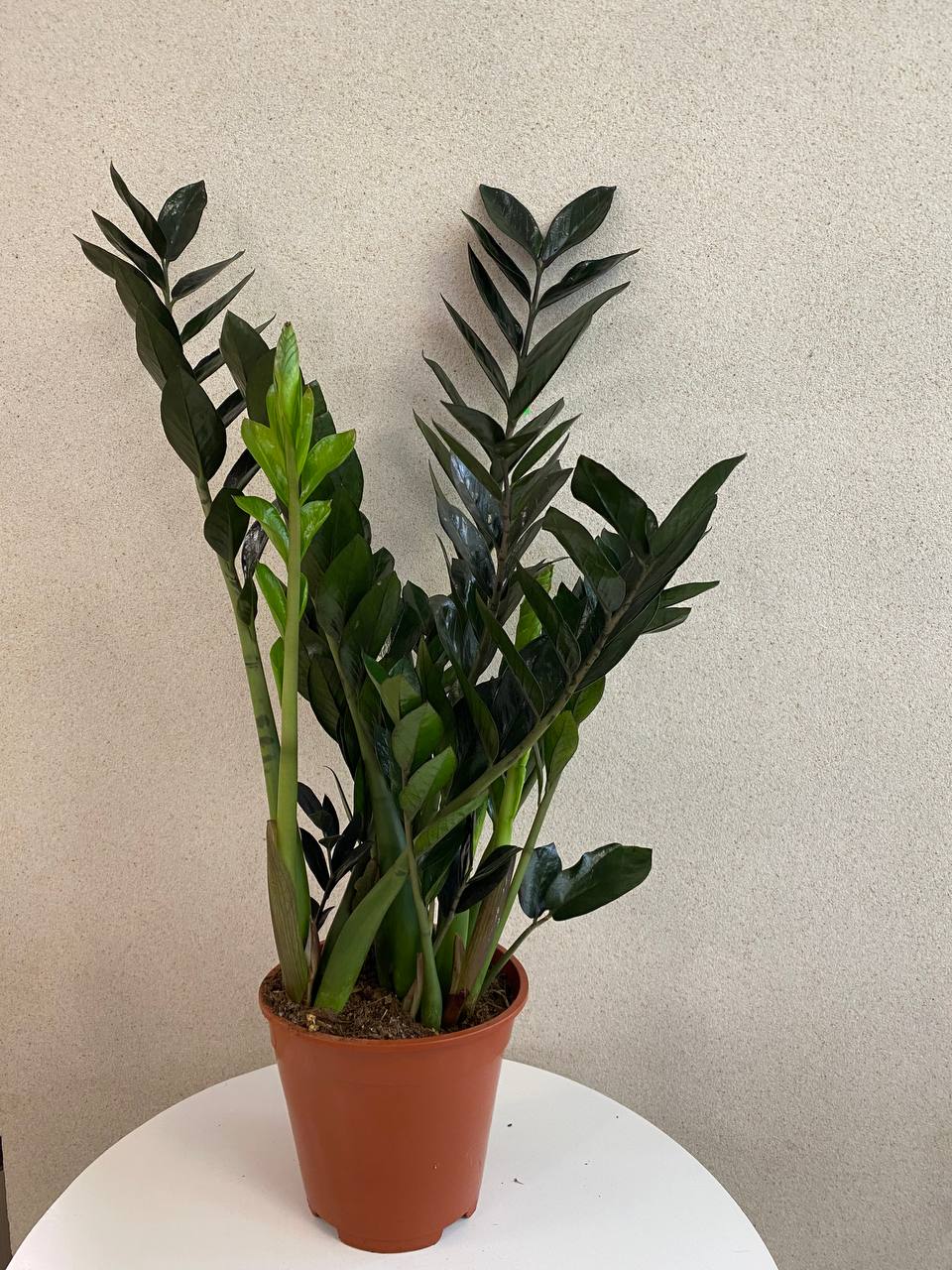 Zamioculcas