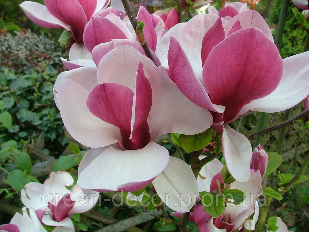 Магнолія Суланжа 'Pickard's Ruby' (Magnolia soulangeana 'Pickard's Ruby') 70-110 C5