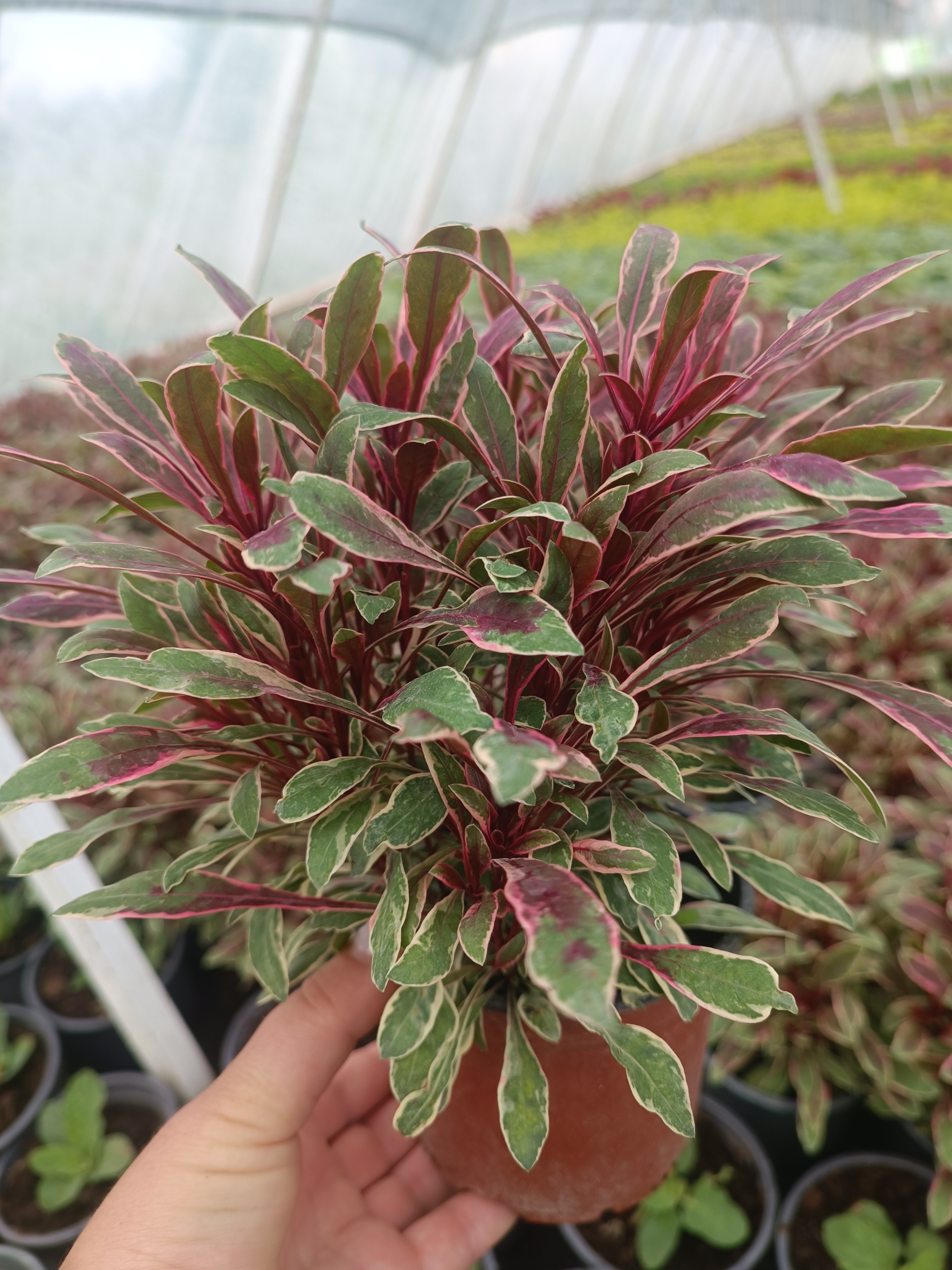 Гаура Siskiyou Pink